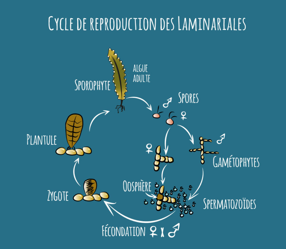 Naissance Des Laminaires - Algues Alimentaires